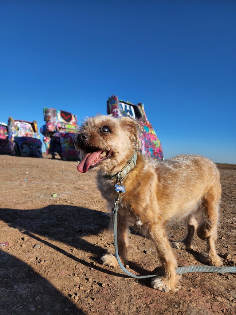 Cool dog poses in front of cars of Cadillac Ranch.