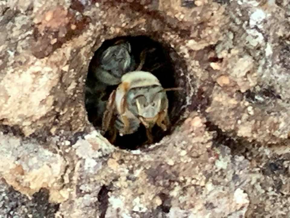 Bee serving as a guard to the hive. He waits right at the entrance.