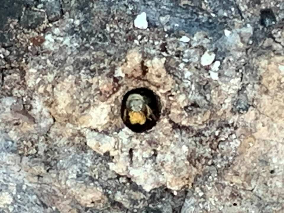 Bee serving as guard to the hive at Mayan Bee Sanctuary in Cozumel.